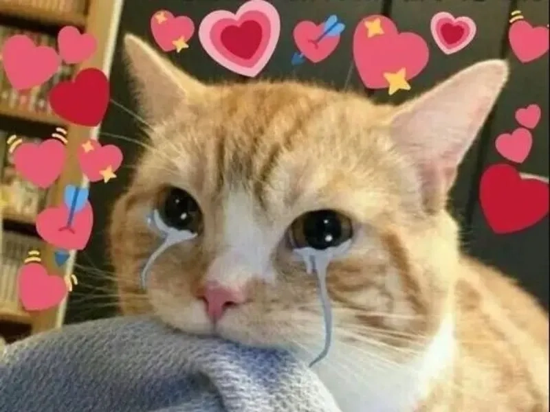 Cat meme crying siêu ngộ nghĩnh, hài khó cưỡng.