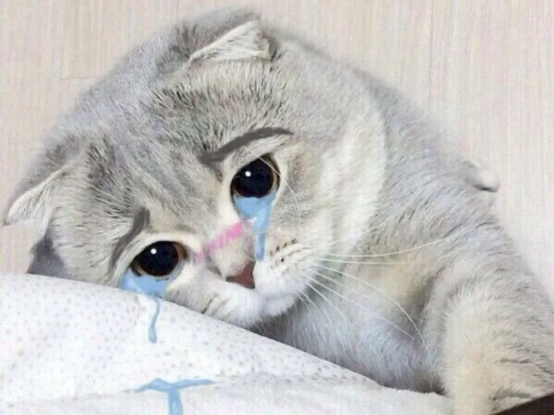 Cat meme Cry meme cat buồn cười với biểu cảm ngơ ngác.siêu ngộ nghĩnh, hài khó cưỡng.