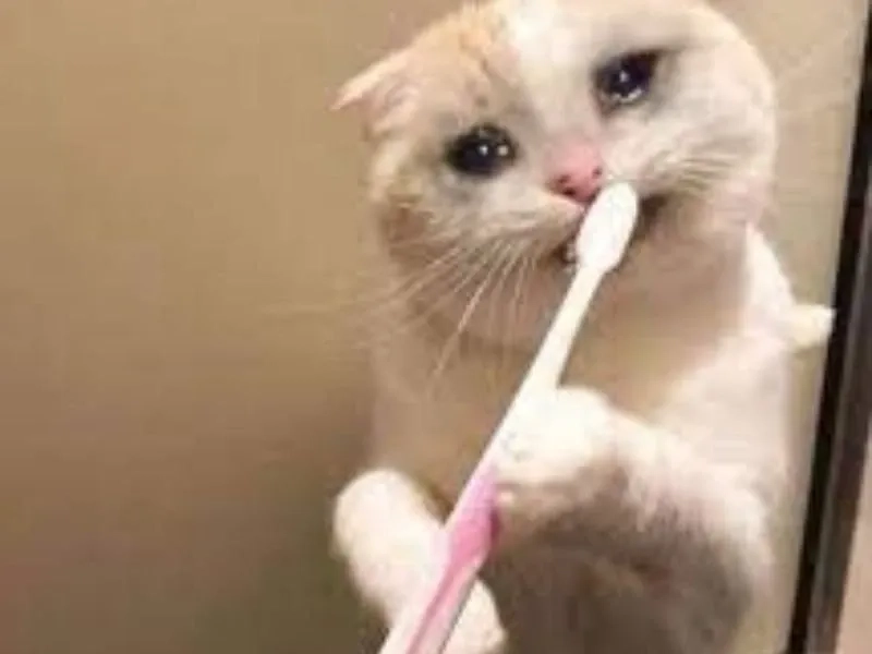 Cat cry when holding phone meme cực hài và lầy lội.