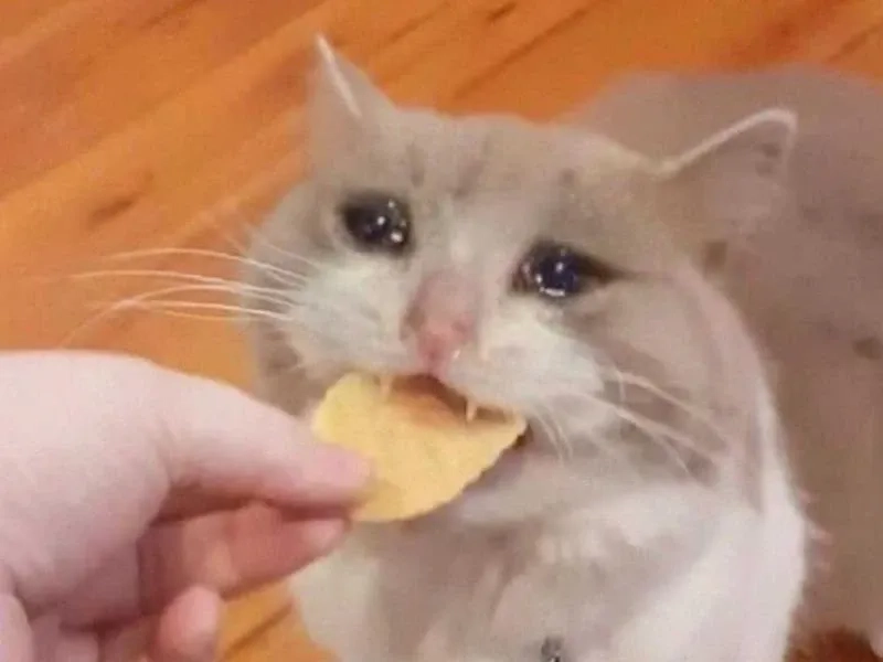 Crying banana cat meme siêu sáng tạo và thú vị.