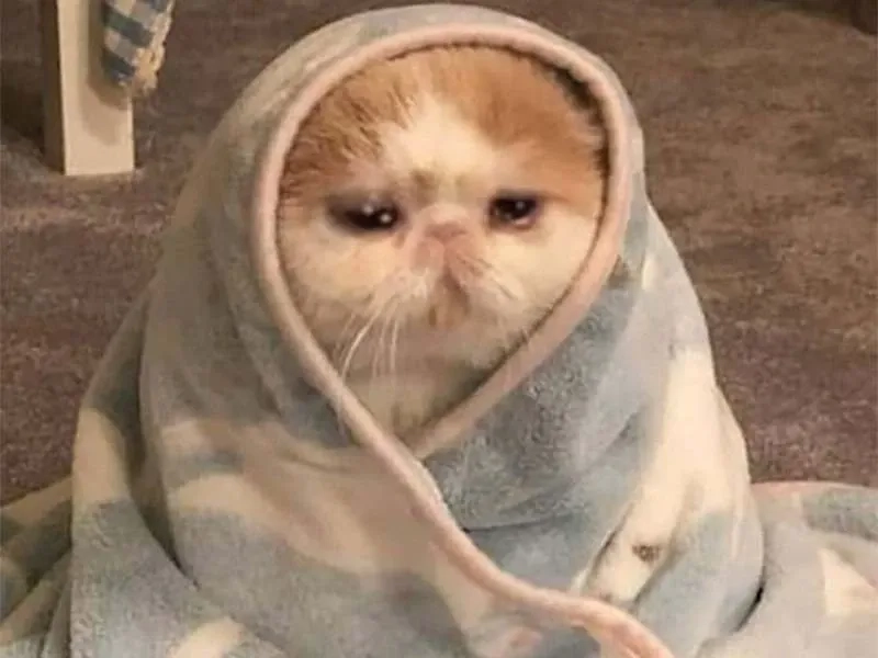 Meme cat crying mang đến những khoảnh khắc cảm động với mèo buồn.