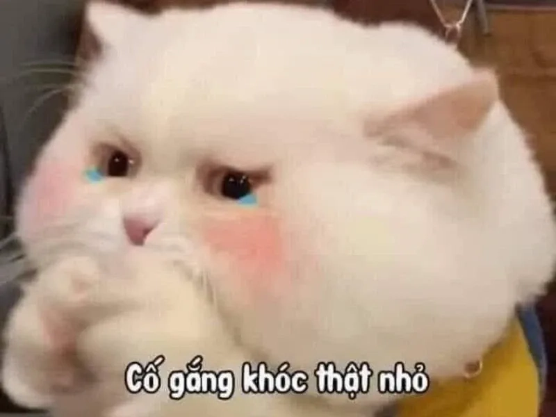 Crying meme emoji biểu cảm hài hước không đỡ nổi.