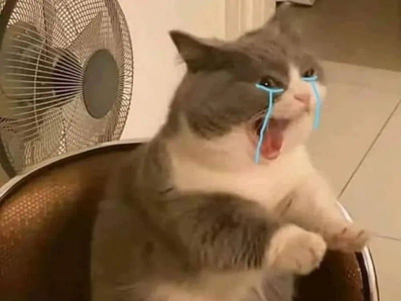 Cry meme cat là một meme cực kỳ cảm động về những giọt nước mắt của mèo.