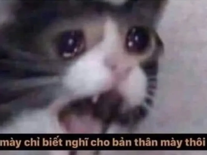 Black guy crying meme hài hước, biểu cảm đặc sắc.