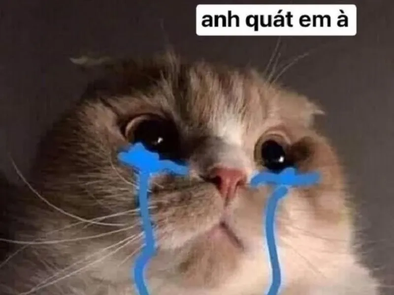 Frog cry meme ngộ nghĩnh với biểu cảm hài khó quên.