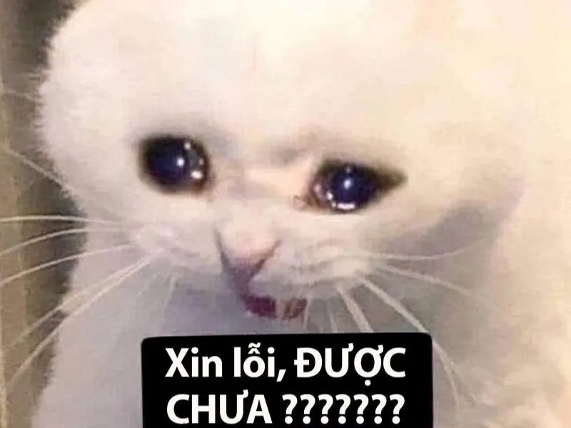 Pepe crying meme không chỉ hài mà còn sáng tạo.