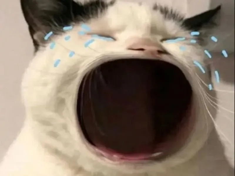 Jerry cry meme lầy lội, tạo tiếng cười không ngừng.