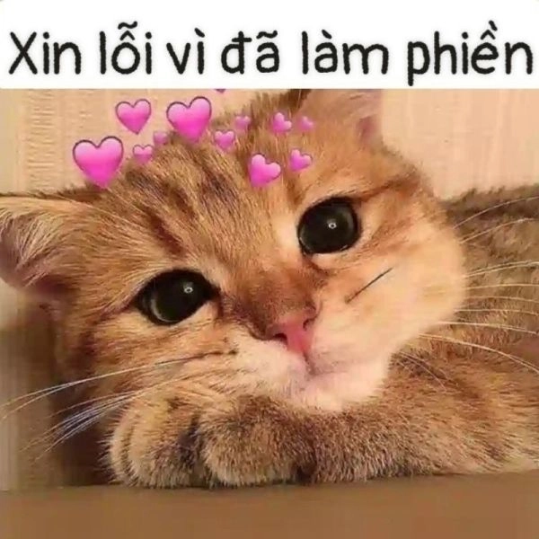 Khám phá ngay meme ảnh mèo cute độc đáo.