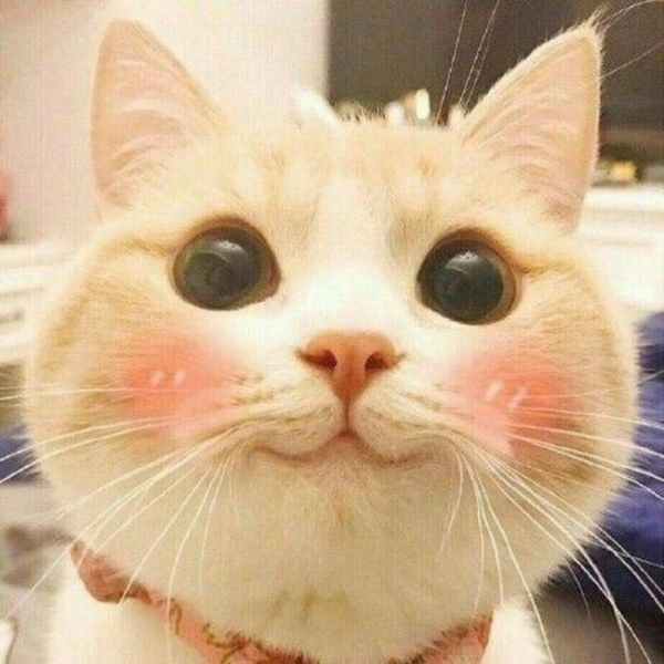 Tải ngay avatar mèo cute meme dễ thương.