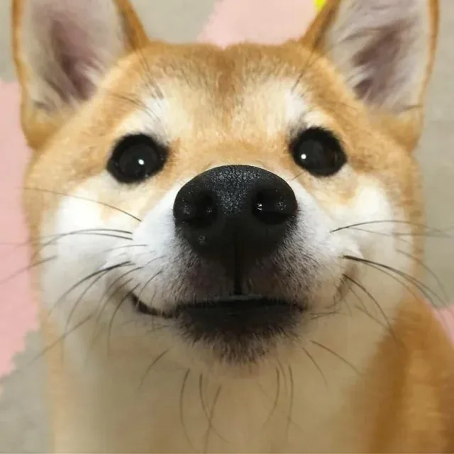 Shiba meme vn là lựa chọn tuyệt vời để tạo ra những khoảnh khắc giải trí vui vẻ.