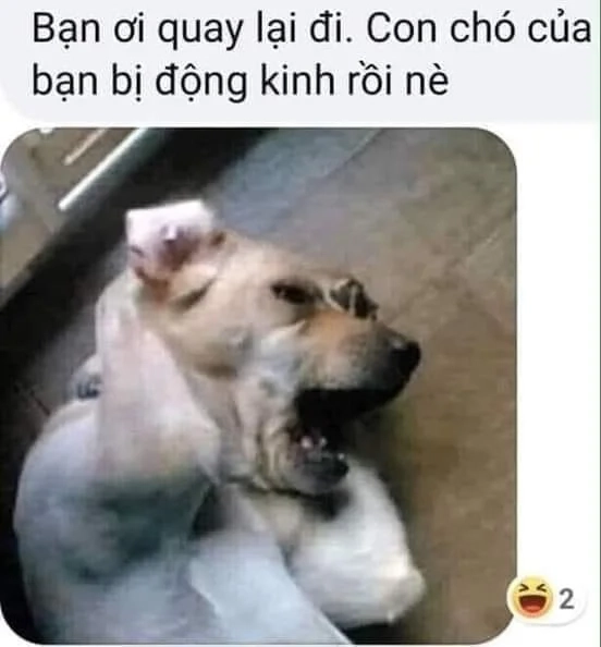 Meme sea dog power đầy mạnh mẽ và dí dỏm.