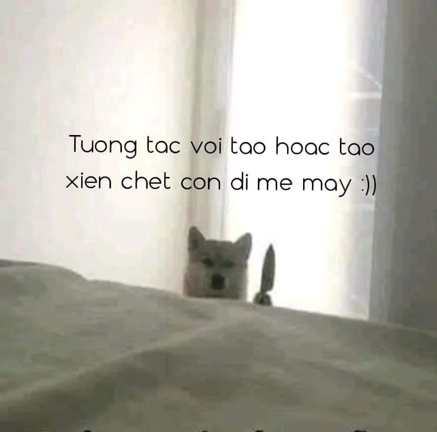 Hình dog meme ngộ nghĩnh, tạo niềm vui cho cả ngày.