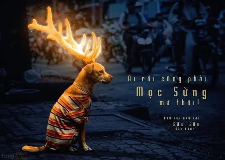 Loading dog meme ngộ nghĩnh, chờ đợi cũng thấy vui.