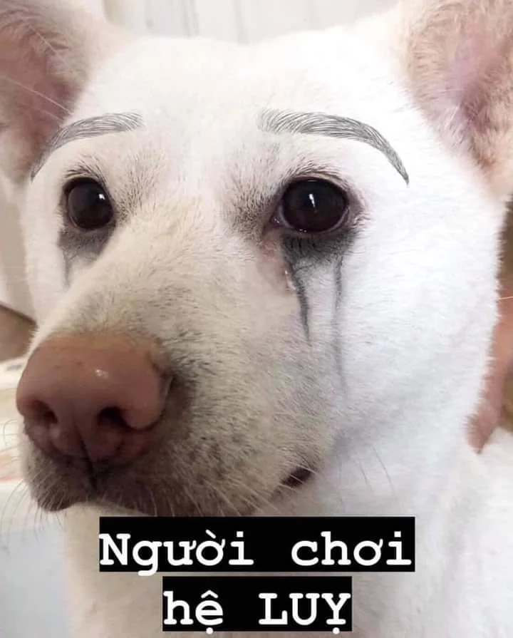 Dog smiling meme lan tỏa năng lượng tích cực.