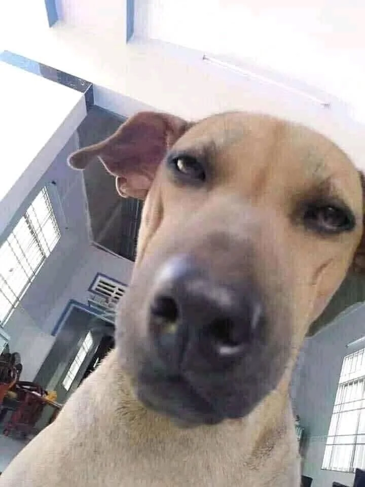 Dog meme png dành cho những fan chế ảnh sáng tạo.