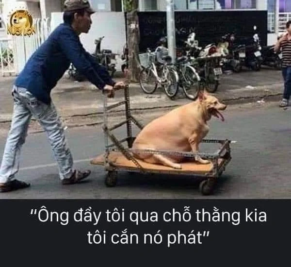 Trang trí thiết bị bằng hình nền chó shiba bựa thú vị.