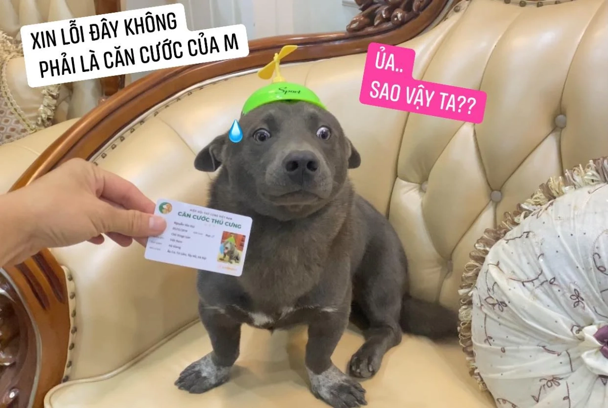 Sad dog meme biểu cảm buồn nhưng hài không tưởng.