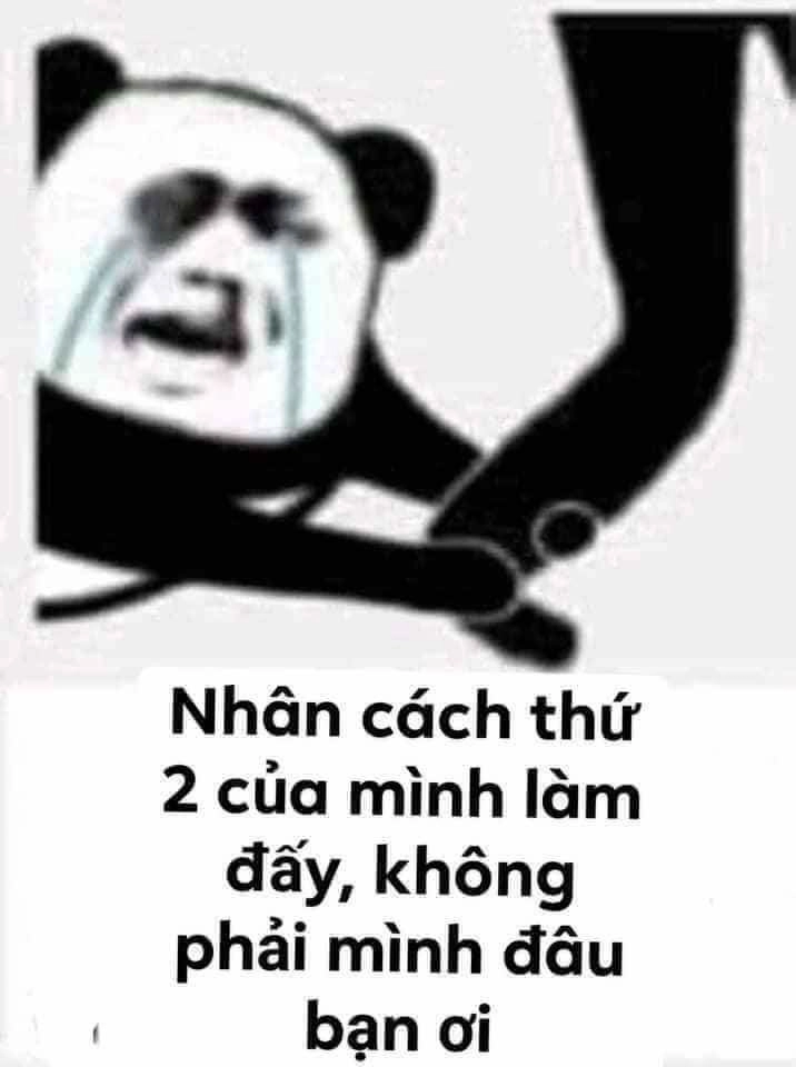 Meme gấu trúc bất ngờ cực kỳ ngộ nghĩnh, mang đến sự bất ngờ và thú vị.