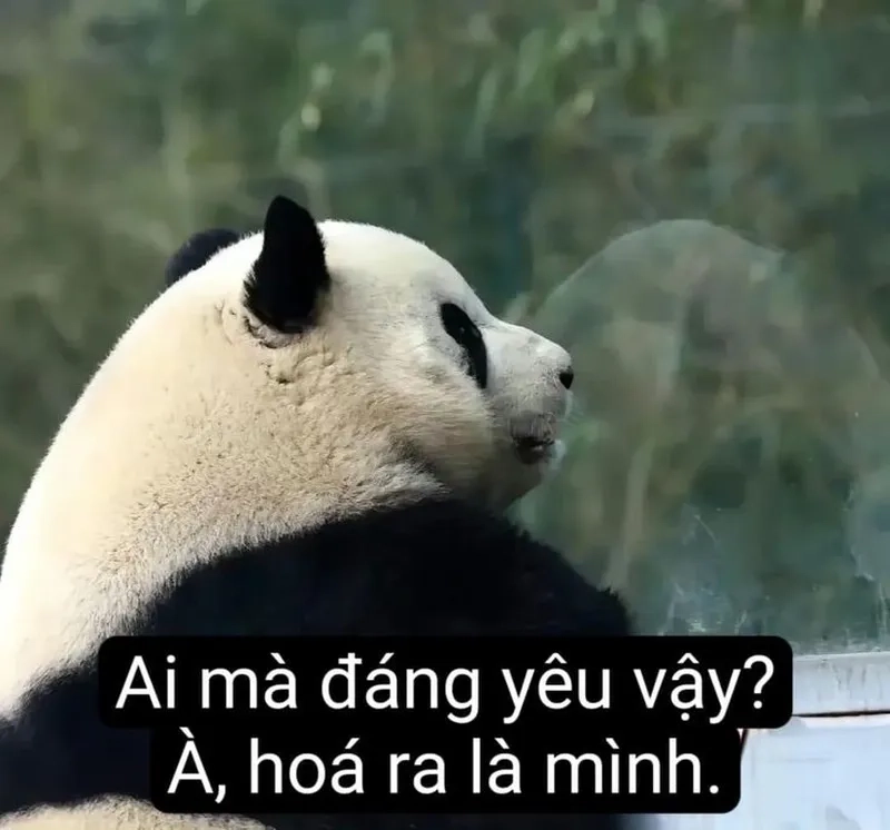 Meme gấu trúc xin lỗi dễ thương sẽ khiến bạn cảm thấy ấm lòng!