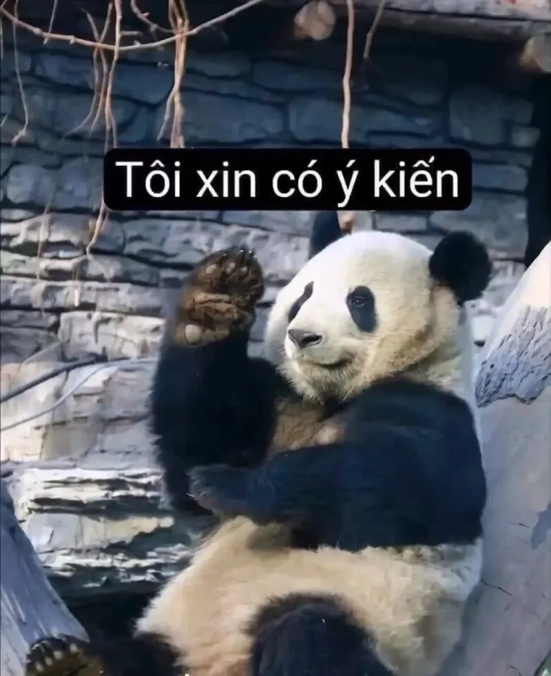 Meme gấu trúc xin chào đáng yêu và dễ thương, chào đón bạn mọi lúc!