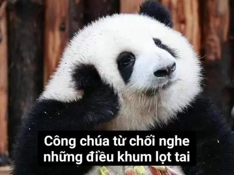 Ảnh meme gấu trúc meme hài sẽ khiến bạn thích thú ngay từ cái nhìn đầu tiên!