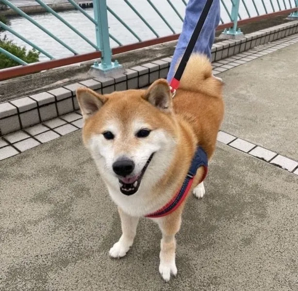 Ảnh shiba meme khiến bạn không thể nhịn cười với sự dễ thương của chú chó.