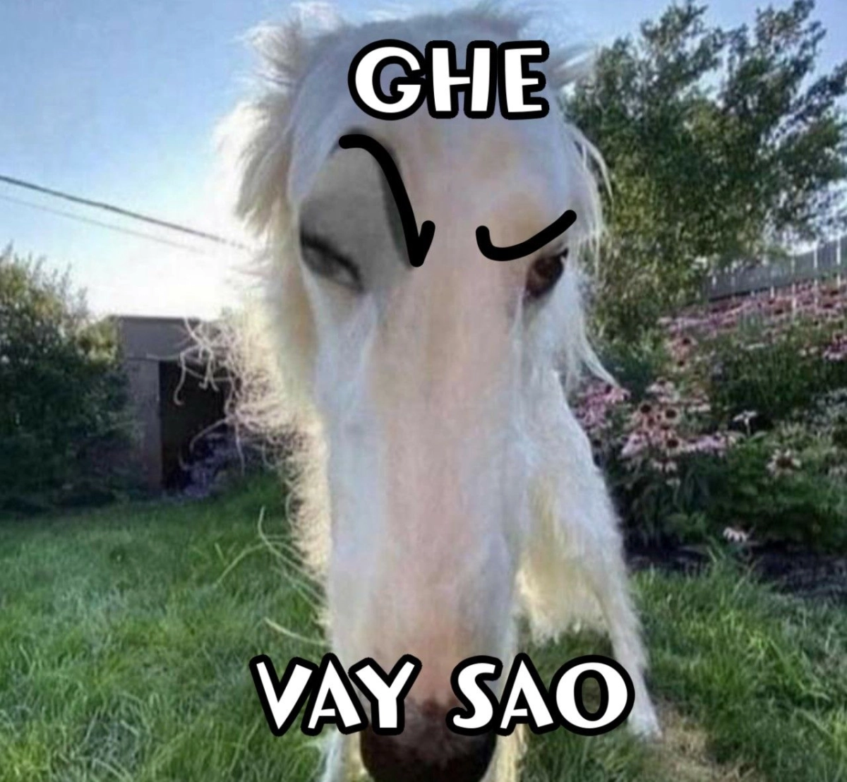 Cười ảnh chế meme mèo bựa hài hước, giải trí cực đỉnh.