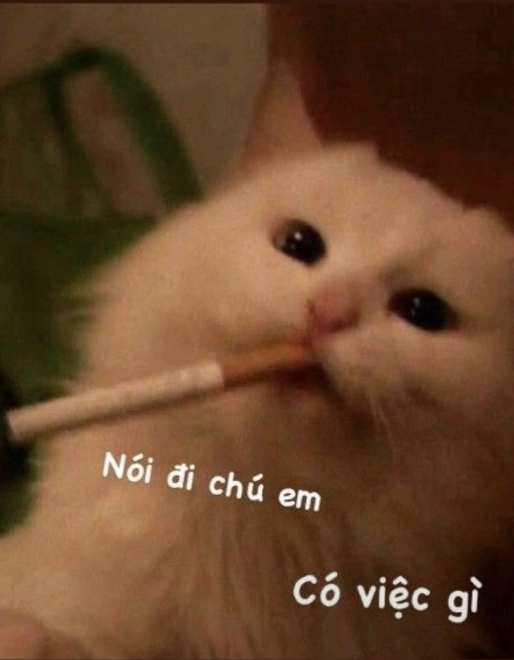 Thích thú với meo bựa meme mèo, cực kỳ vui nhộn.