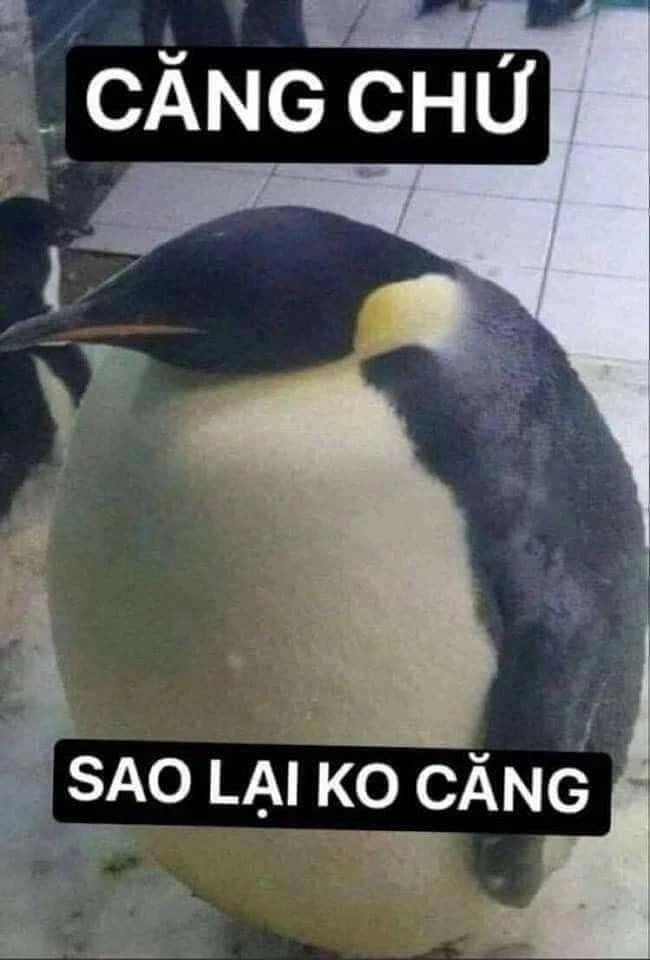 Há miệng ảnh chế meme mèo bựa, cực hài hước.