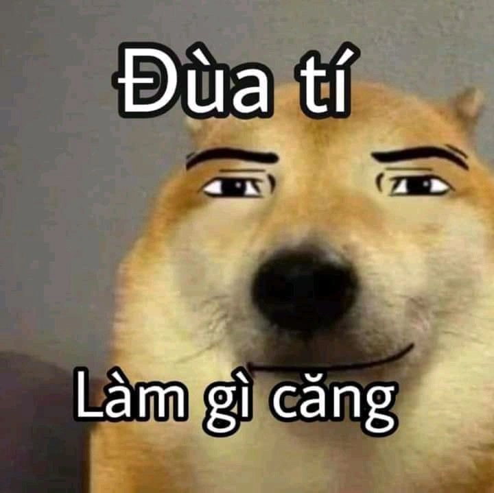 Ảnh meme chó bựa, khiến bạn cười không ngừng.