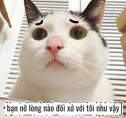 Cười meme mèo bựa, lựa chọn hoàn hảo để thư giãn.