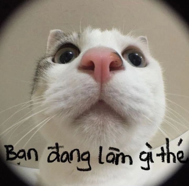 Meme hài hước bựa, giải trí không giới hạn.