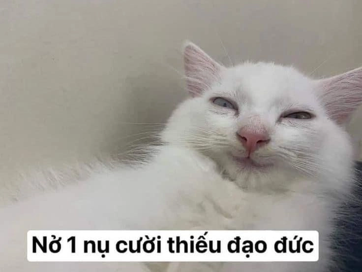 Meme gấu trúc bựa trung quốc, siêu hài và cực kỳ vui nhộn.