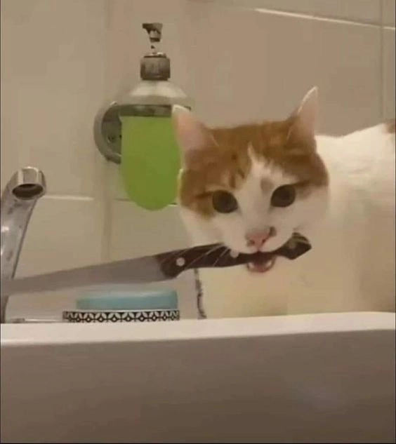 Ảnh mèo meme cầm súng thể hiện sự kết hợp hài hước và dễ thương vô cùng.