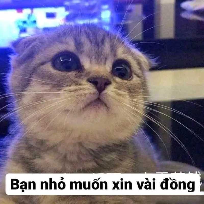 Một chút dí dỏm với meme đưa tiền đây, chắc chắn ai cũng sẽ yêu thích.