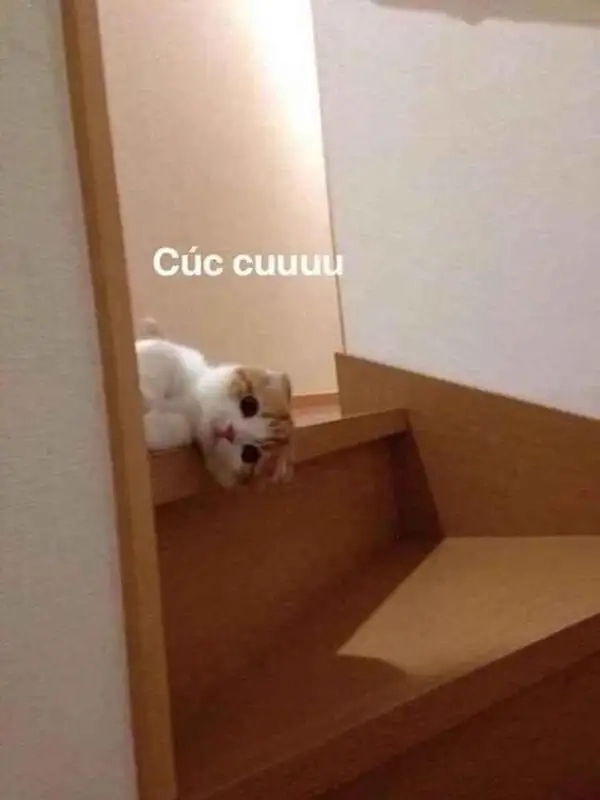 Meme xin chào cute khiến bạn bật cười vì sự đáng yêu.