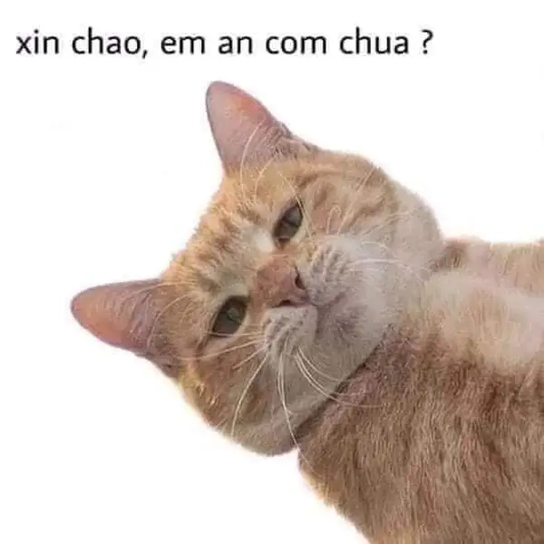 Meme xin chào dễ thương mang lại cảm giác dễ mến.