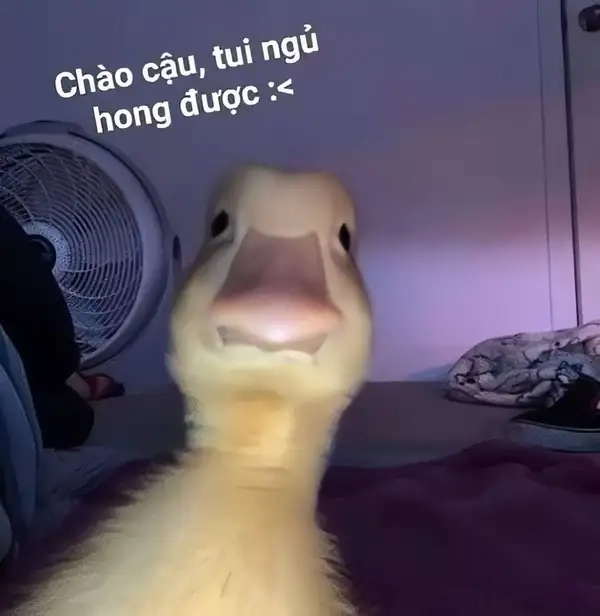 Meme mèo chào cờ độc đáo và ngộ nghĩnh.