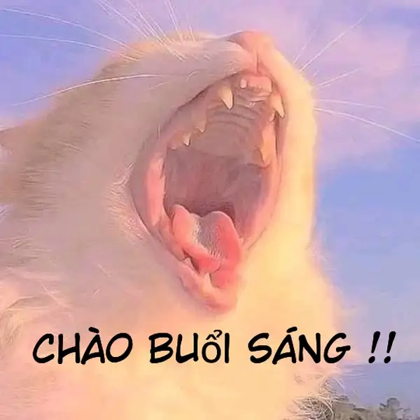 Meme gấu trúc xin chào ngộ nghĩnh và hài hước.