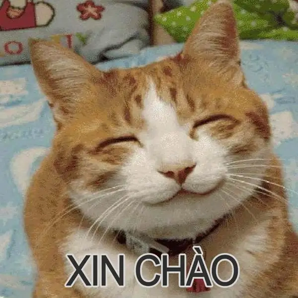 Meme xin chào hài hước mang đến tiếng cười giòn tan.