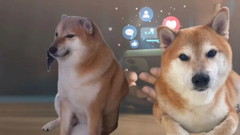 Chó shiba cười meme thể hiện sự vui nhộn và dễ thương tuyệt vời.