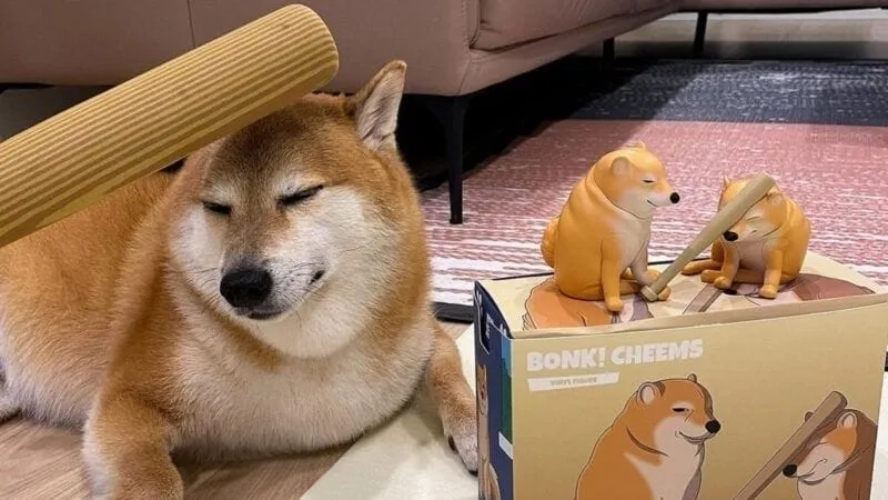 This is fine dog meme là hình ảnh chú chó trong tình huống hài hước và cực kỳ đáng yêu.