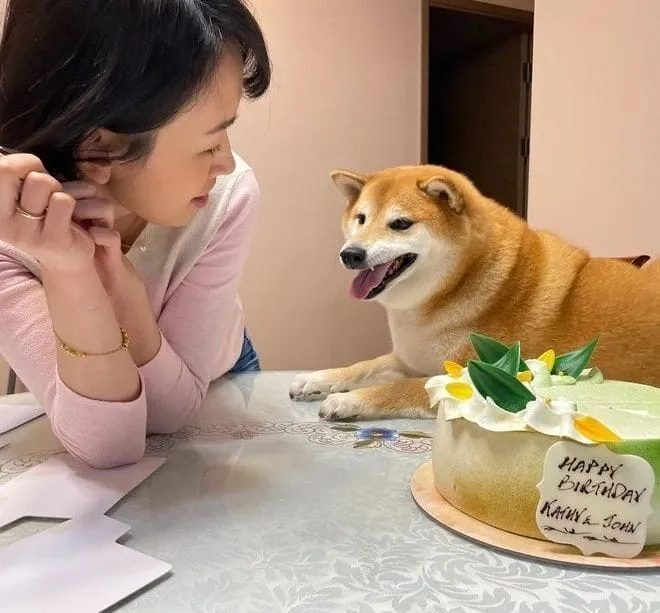 Doge (meme) chết là meme mang sự hài hước và buồn cười về chú chó Doge trong tình huống bi hài.