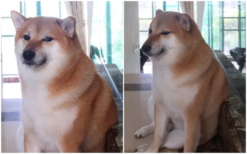 Meme doge việt nam là sự kết hợp giữa Doge và những nét văn hóa Việt Nam đầy sáng tạo.