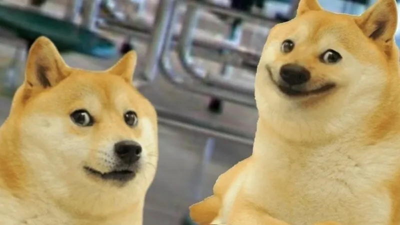 Shiba cheems meme vietnam tạo ra những khoảnh khắc vui nhộn độc đáo trong văn hóa Việt.