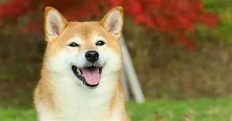 Smiling dog meme thể hiện sự vui vẻ của chú chó trong những tình huống dễ thương.