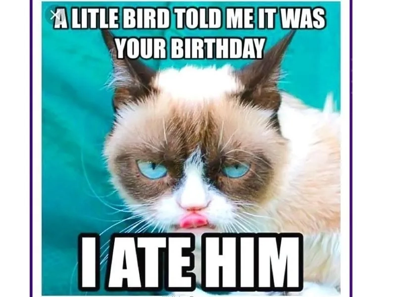 Cat happy birthday meme là những khoảnh khắc đáng yêu của mèo trong ngày sinh nhật.