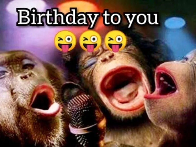 Happy birthday meme mèo là cách mèo thể hiện lời chúc mừng sinh nhật đáng yêu.