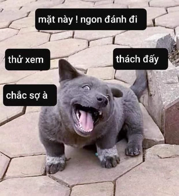 Meme đánh vai sẽ khiến bạn không thể ngừng cười vì sự hài hước!