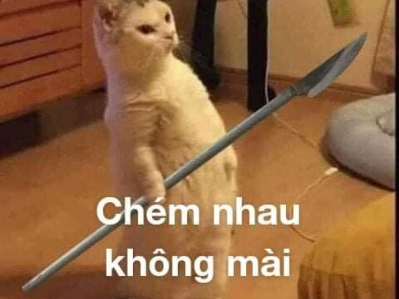 Meme đánh cho tỉnh cực kỳ ngộ nghĩnh và vui nhộn!